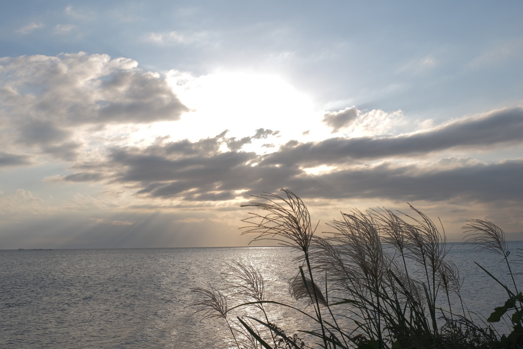 夕刻前湖畔の芒