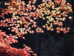 紅葉光浴びて