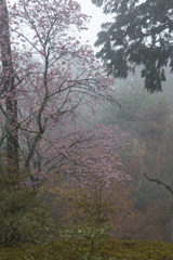 霧雨の早咲き桜