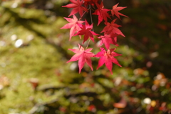 苔と紅葉