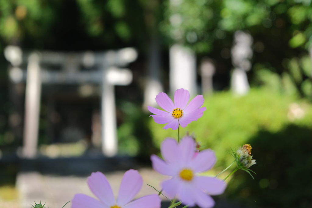 鳥居と秋桜