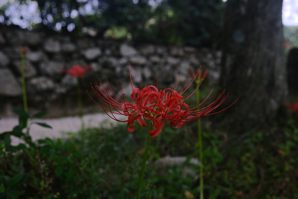 石積の街の彼岸花