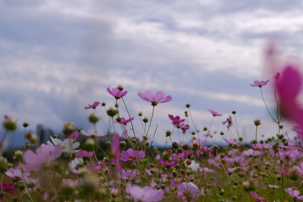 曇天に咲く秋桜