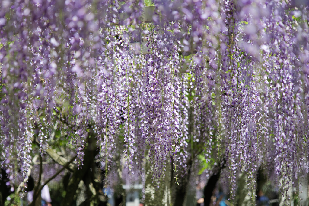 神社の藤棚