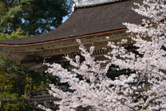 桜の寺門