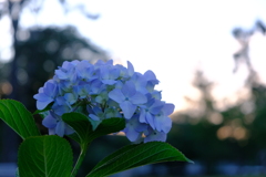夕暮れの紫陽花