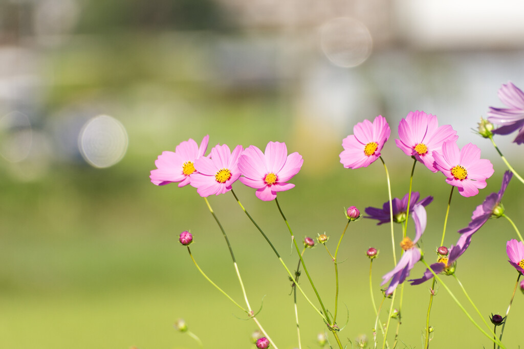 三輪の花娘