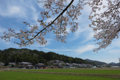 里の桜