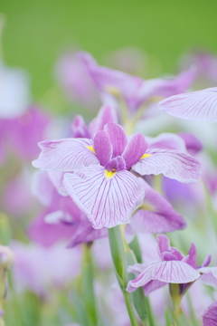 花菖蒲