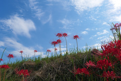 彼岸花の畦