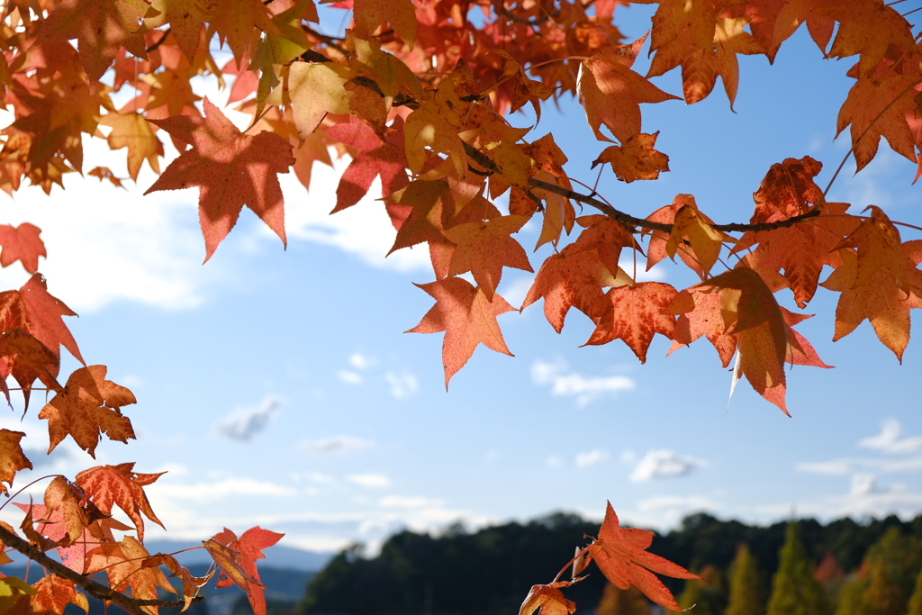 紅葉楓の間から