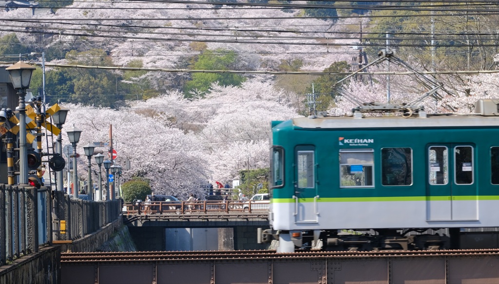 KEIHANで桜を