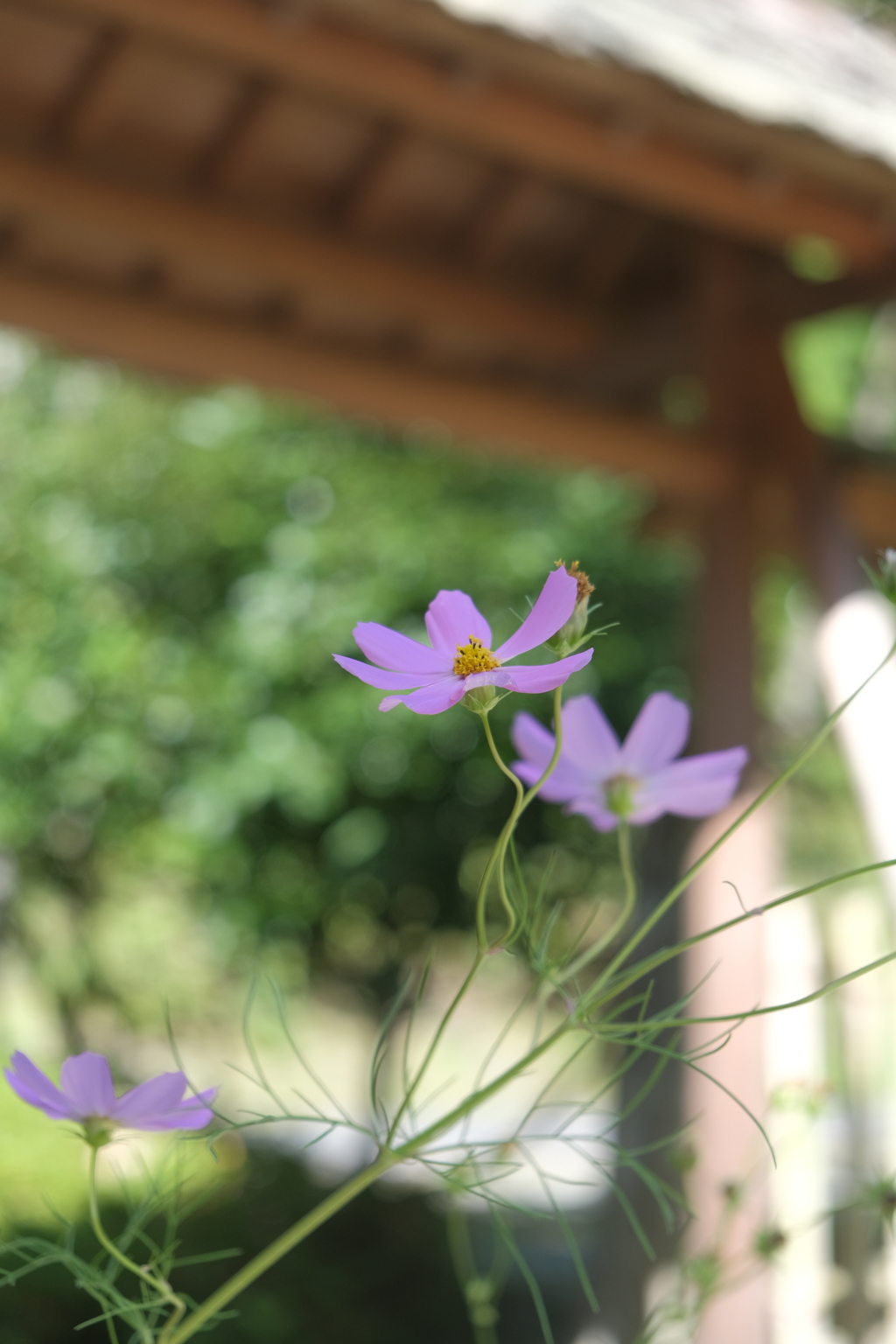 庭門の秋桜