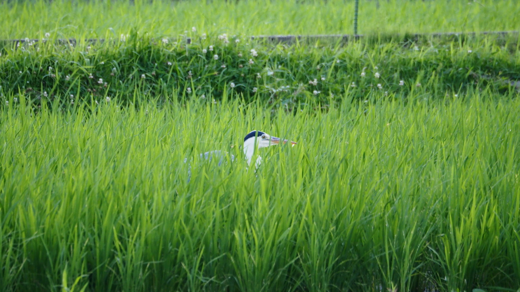 田園のアオサギ