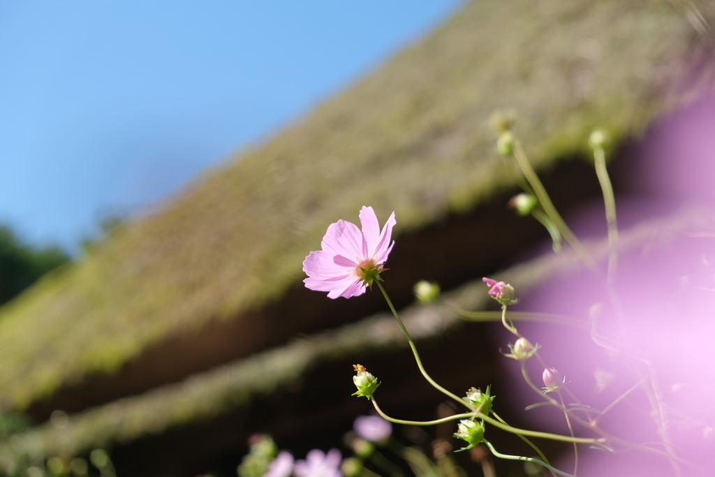 茅葺き屋根と秋桜