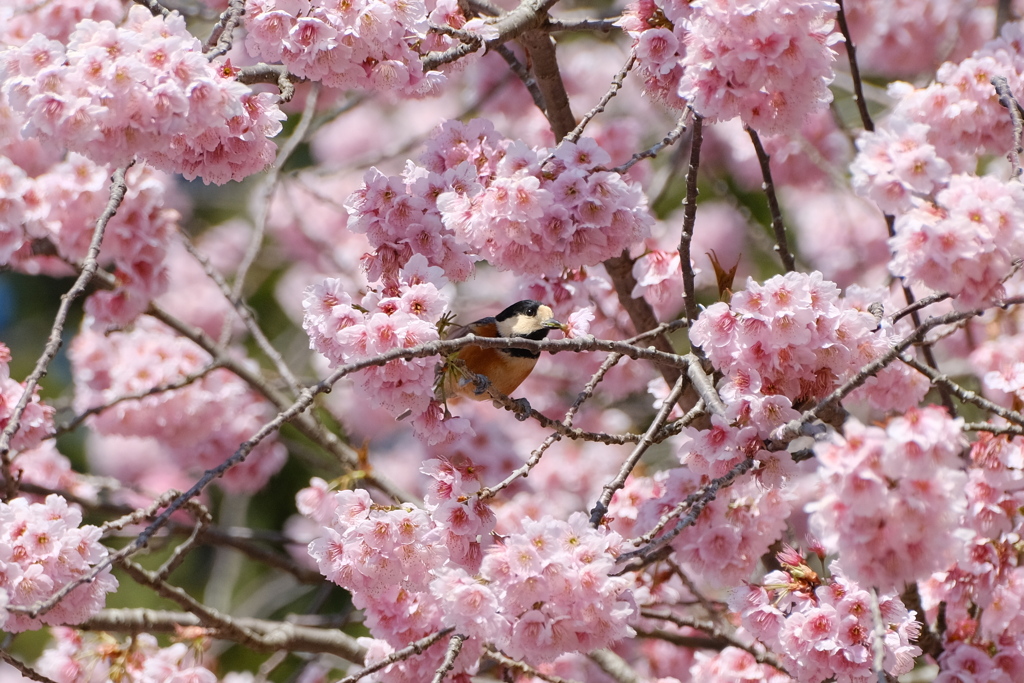 花をくわえて