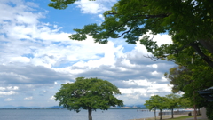 湖岸の木