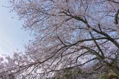 桜の枝流れ