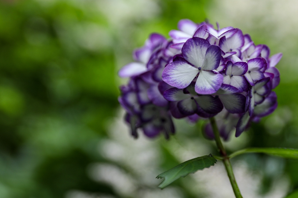 紫陽花 ③