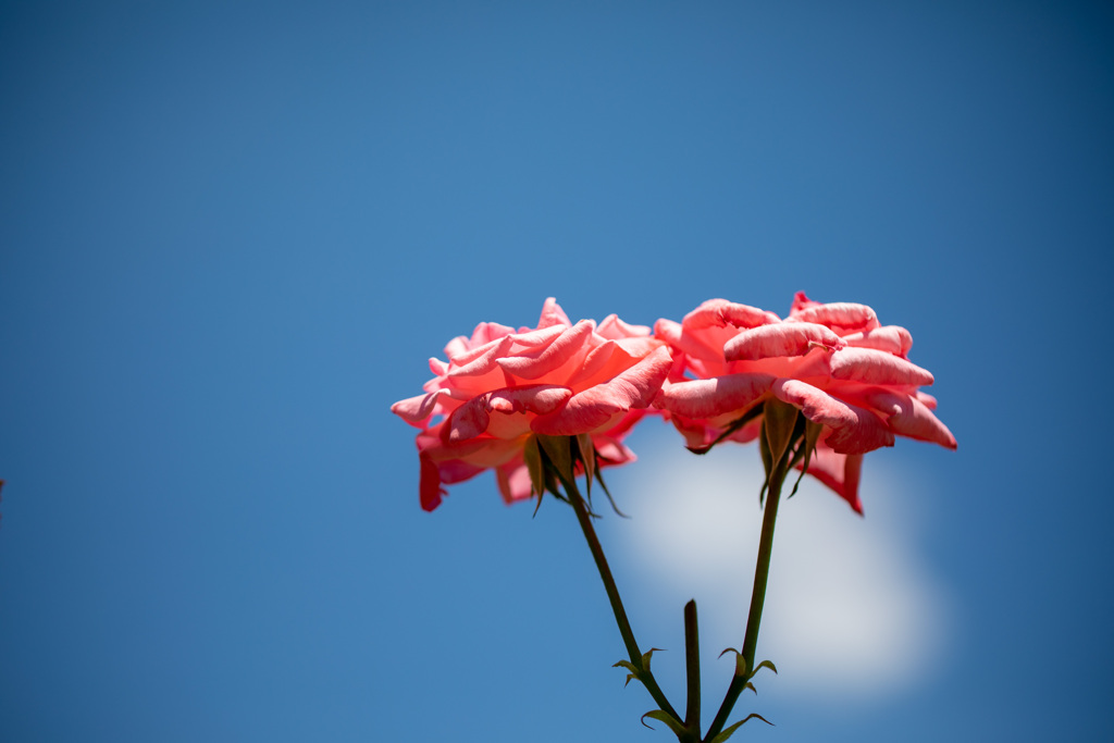 夏の薔薇