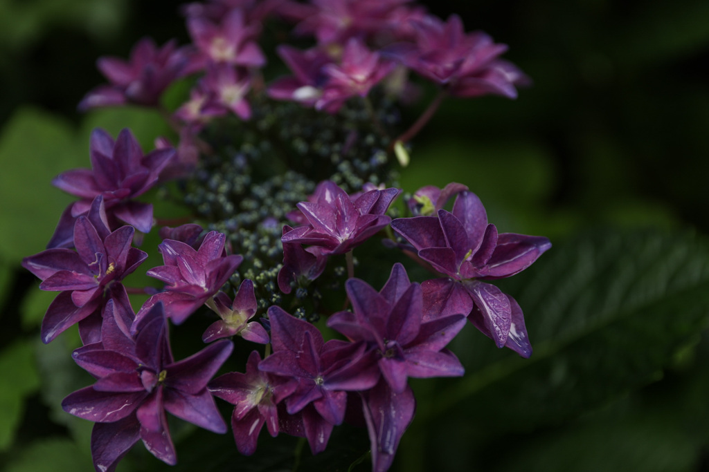 紫陽花⑦