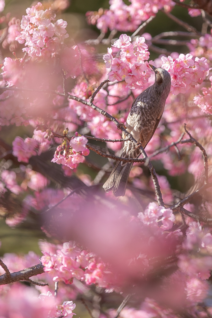 ヒヨドリと河津桜