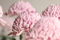 淡いピンク色の菊