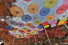 宝徳寺　和傘アンブレラスカイ