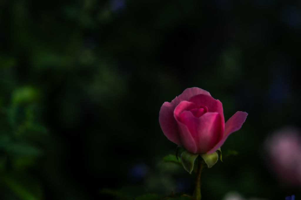 大通公園の花-2