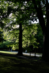 北海道神宮境内240830