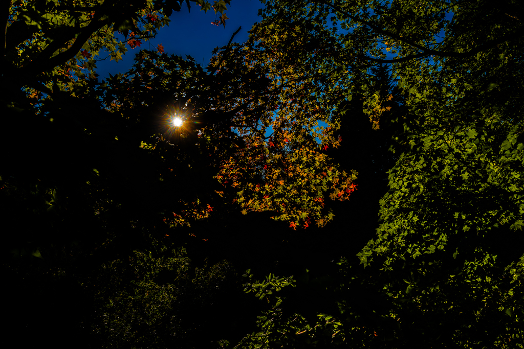 紅葉が見られるようになった