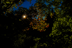 紅葉が見られるようになった