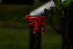 ツキヌキニンドウ