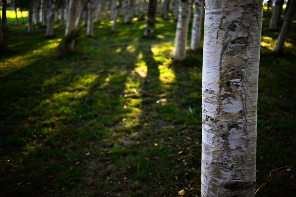 ショートカットで林の中へ