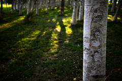 ショートカットで林の中へ