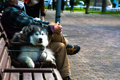 よさこいの日に４