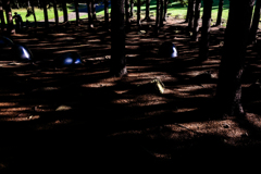 コスプレ撮影会に出くわした