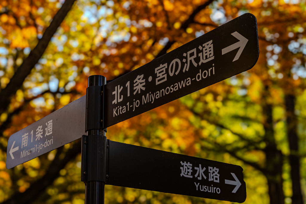 晩秋の円山公園8