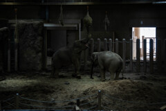 円山動物園240328-6