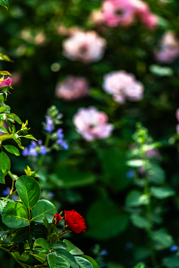 大通公園の花-3