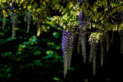 中島公園のフジ