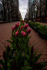 アカプラのチューリップ