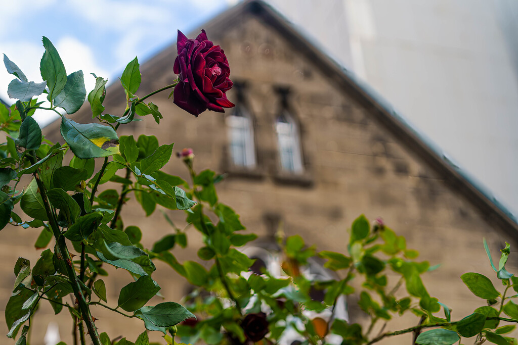 日本基督教団札幌教会3