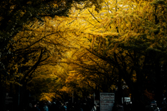 北大イチョウ並木