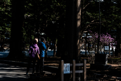 この木に目が行くよね