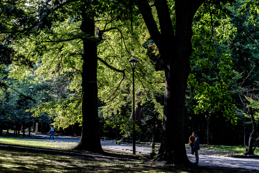 北海道神宮境内で