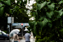 大通公園の雨