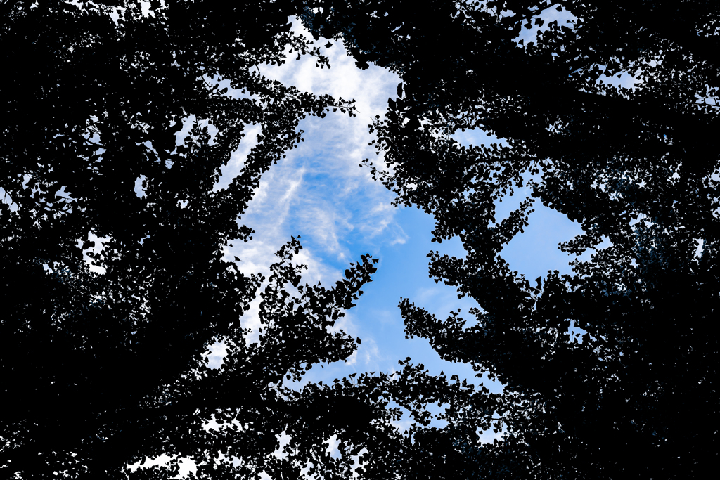 イチョウが黄色に染まった日