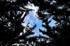 イチョウが黄色に染まった日