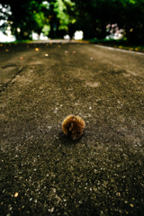 ウニじゃないですgoogleさん